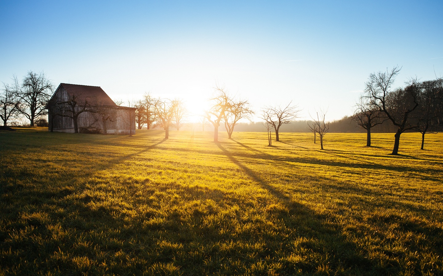 Open landscape with low sunlight and trees